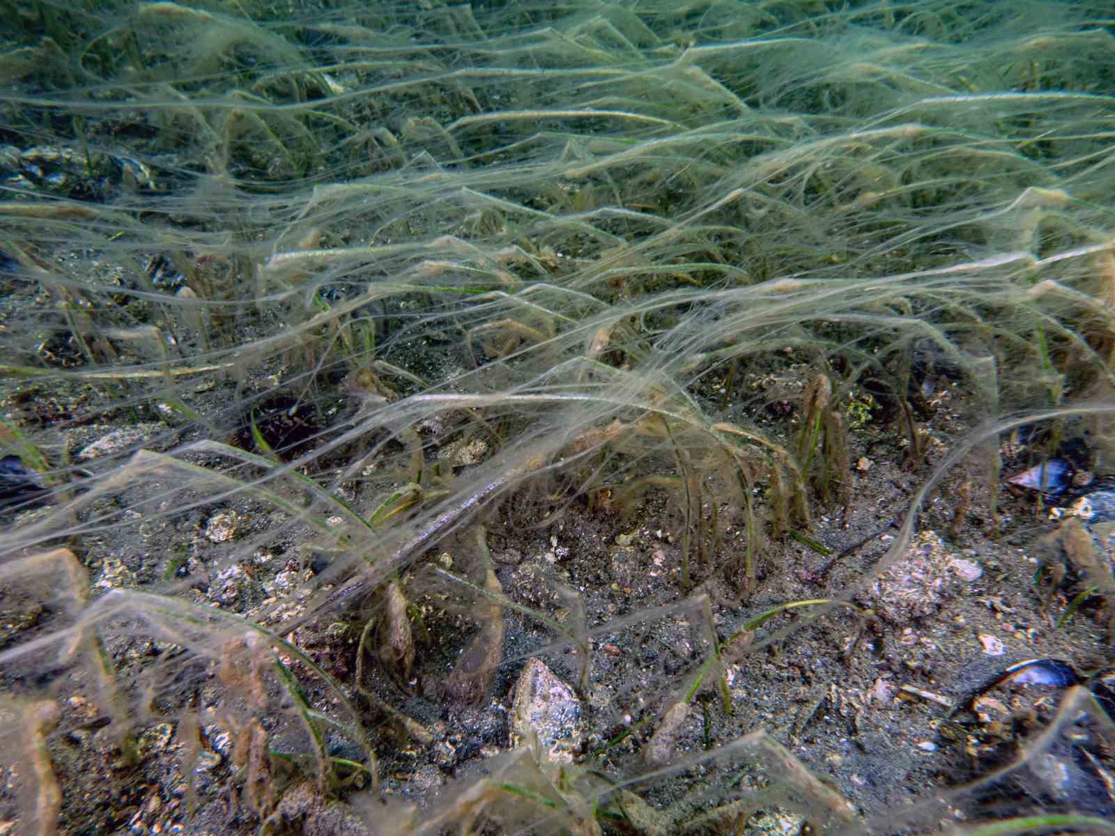 Marmara Denizi&rsquo;nde m&uuml;silaj alarmı devam ediyor

