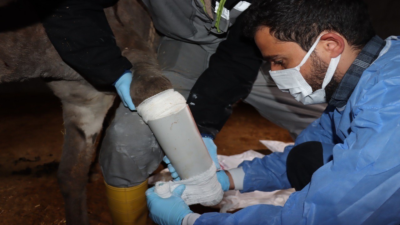 Midyat’ta ayağı kırılan eşeğe protez takıldı