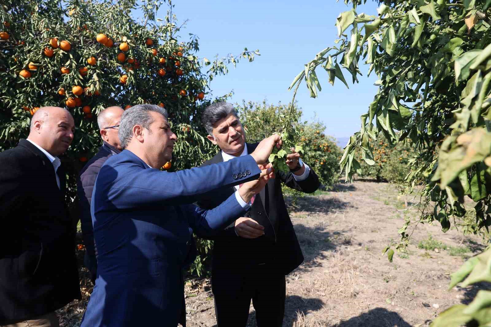 Başkan Vekili Şener, dondan zarar gören tarım arazilerinde incelemelerde bulundu
