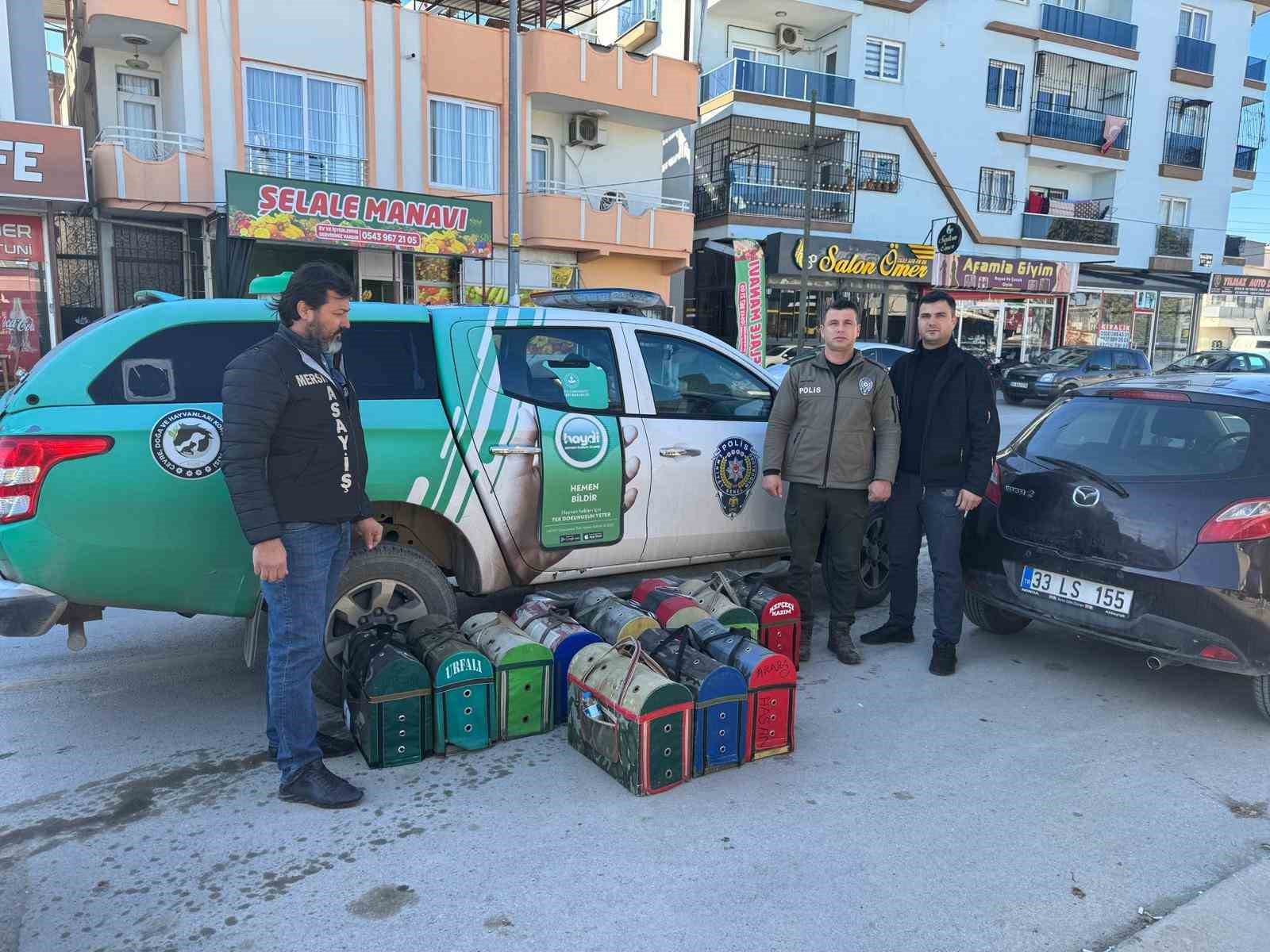 Mersin’de horoz dövüşü üzerinden bahis oynatanlara operasyon
