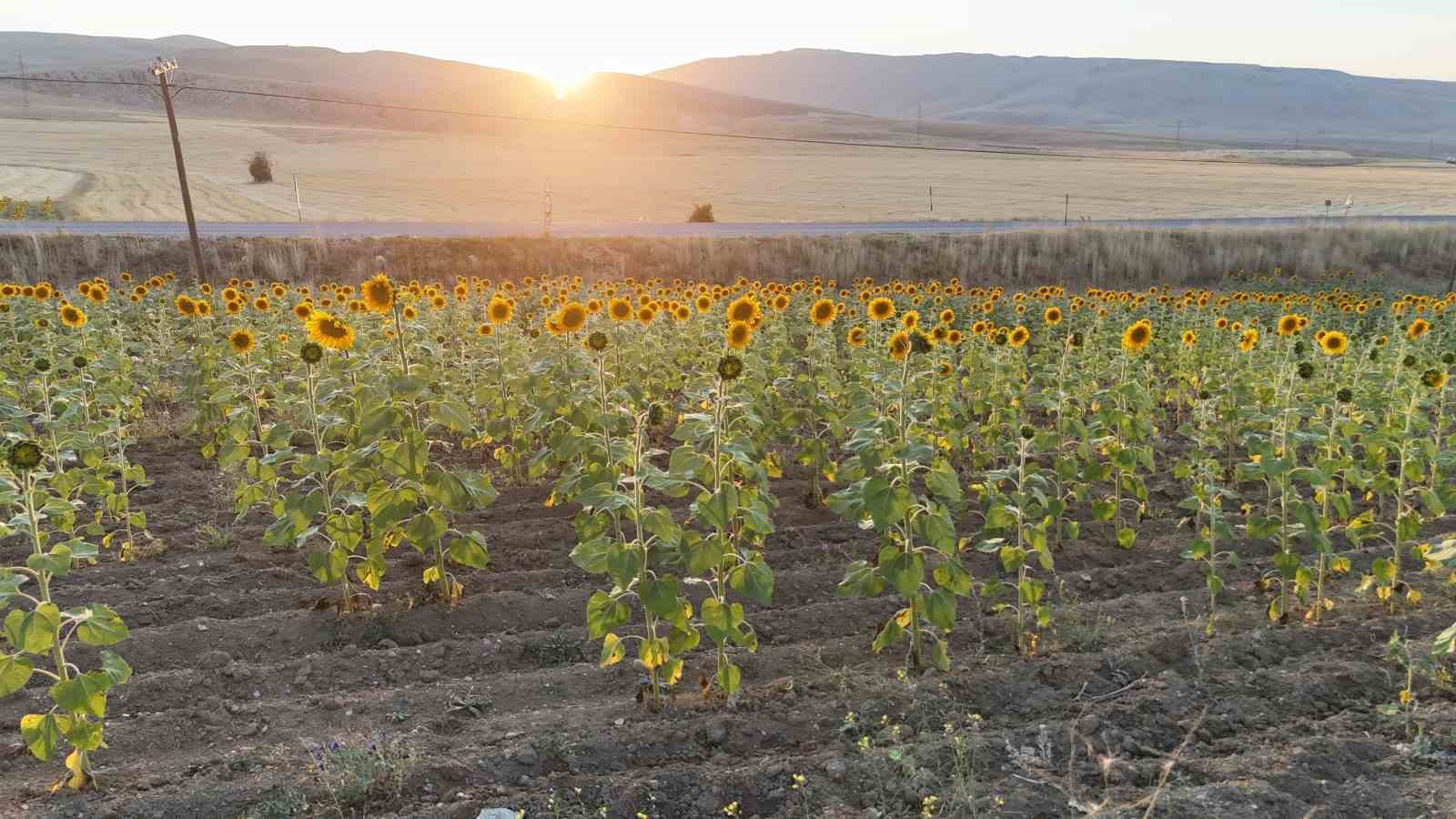 Sivaslı &ccedil;ift&ccedil;ilere 903 milyon TL destekleme &ouml;demesi
