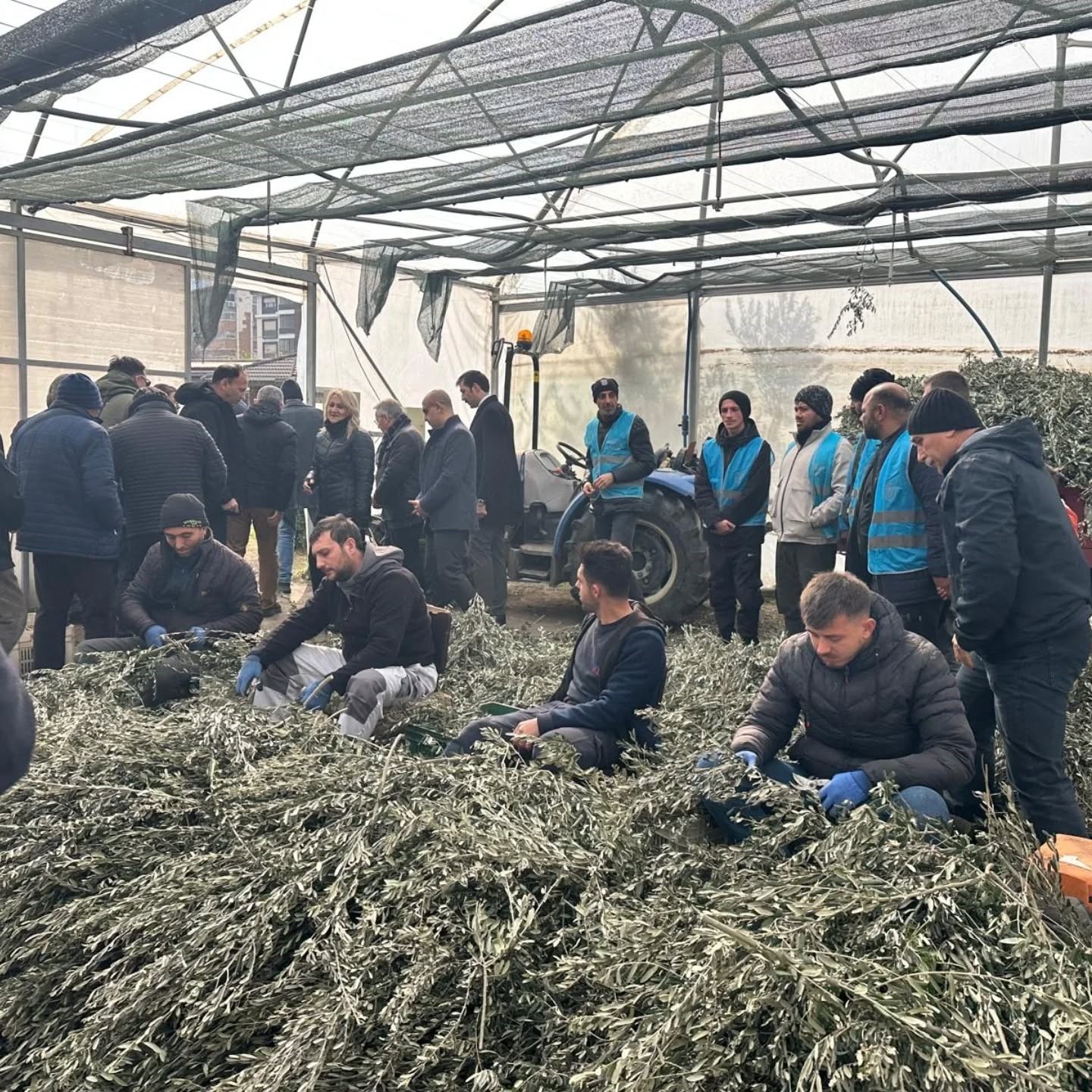 Edremit&rsquo;te zeytinde budama kursu kursiyerlerine teknik eğitim
