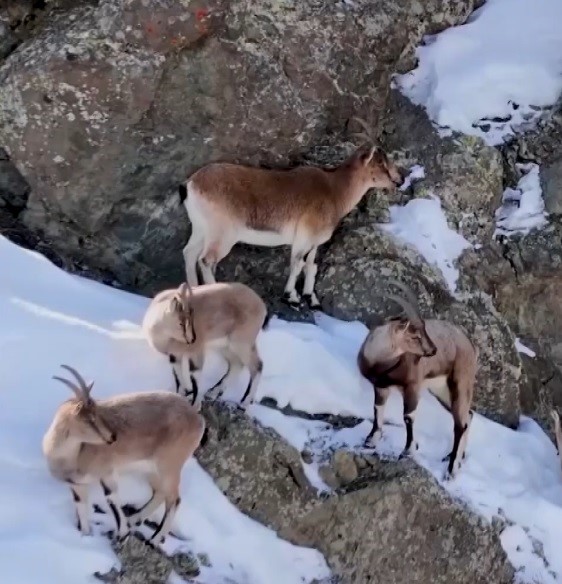 Erzincan’da dağ keçileri havadan görüntülendi