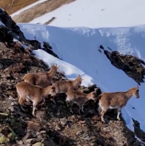 Erzincan&rsquo;da dağ ke&ccedil;ileri havadan g&ouml;r&uuml;nt&uuml;lendi
