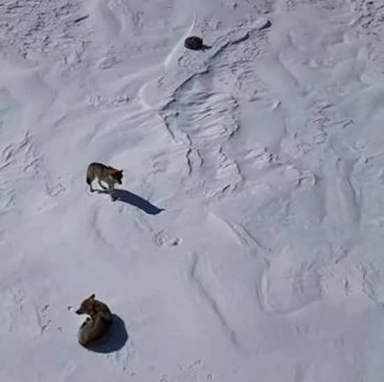Kurt sürüsü kar üstünde yiyecek aradı