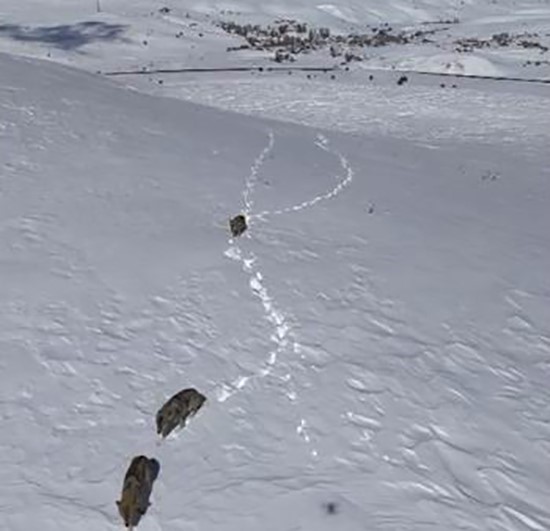 Kurt s&uuml;r&uuml;s&uuml; kar &uuml;st&uuml;nde yiyecek aradı
