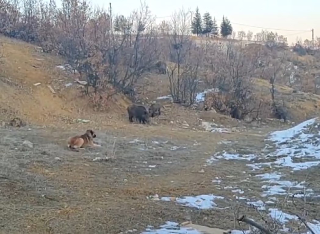 Tunceli’de yaban domuzları mahalleye kadar indi
