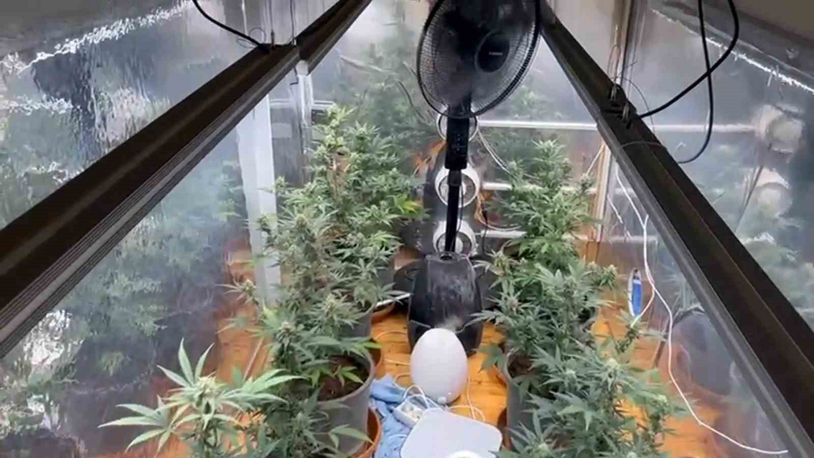 Uyuşturucu operasyonunda evde özel iklimlendirme sistemiyle kenevir yetiştirme odası ele geçirildi