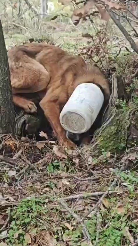 Kafasına plastik bidon sıkışan köpeğe yardım eli