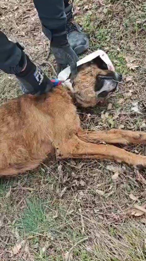 Kafasına plastik bidon sıkışan köpeğe yardım eli
