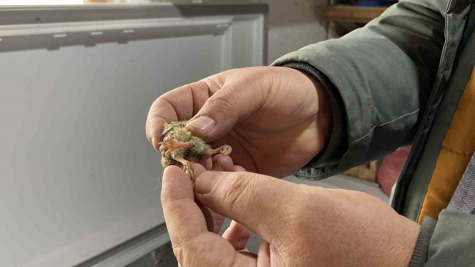 Üç ayaklı bıldırcın yavrusu görenleri şaşırttı