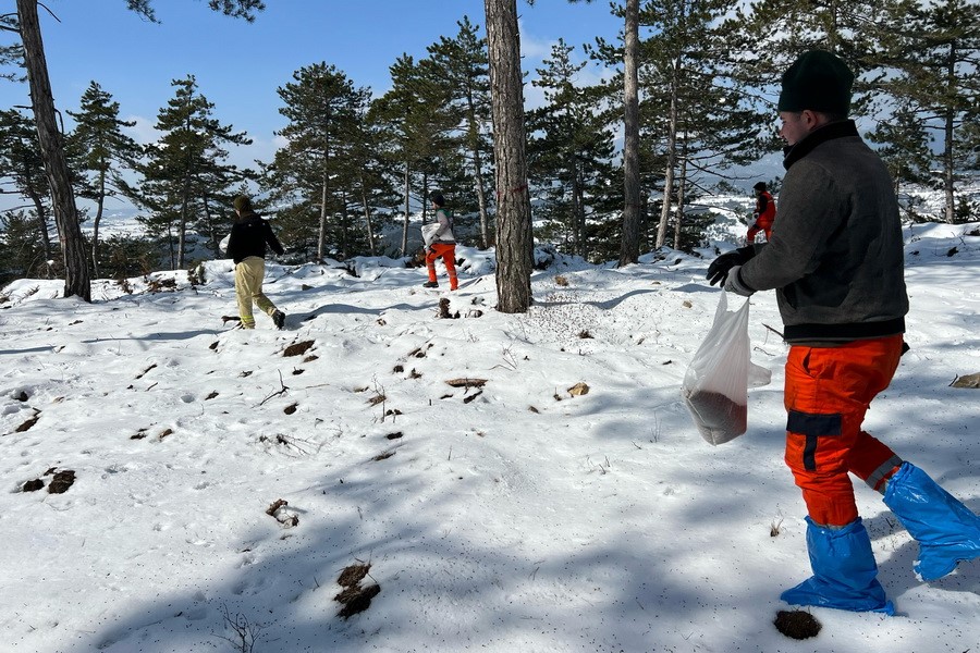 Bolu’nun ormanlarına tohum takviyesi