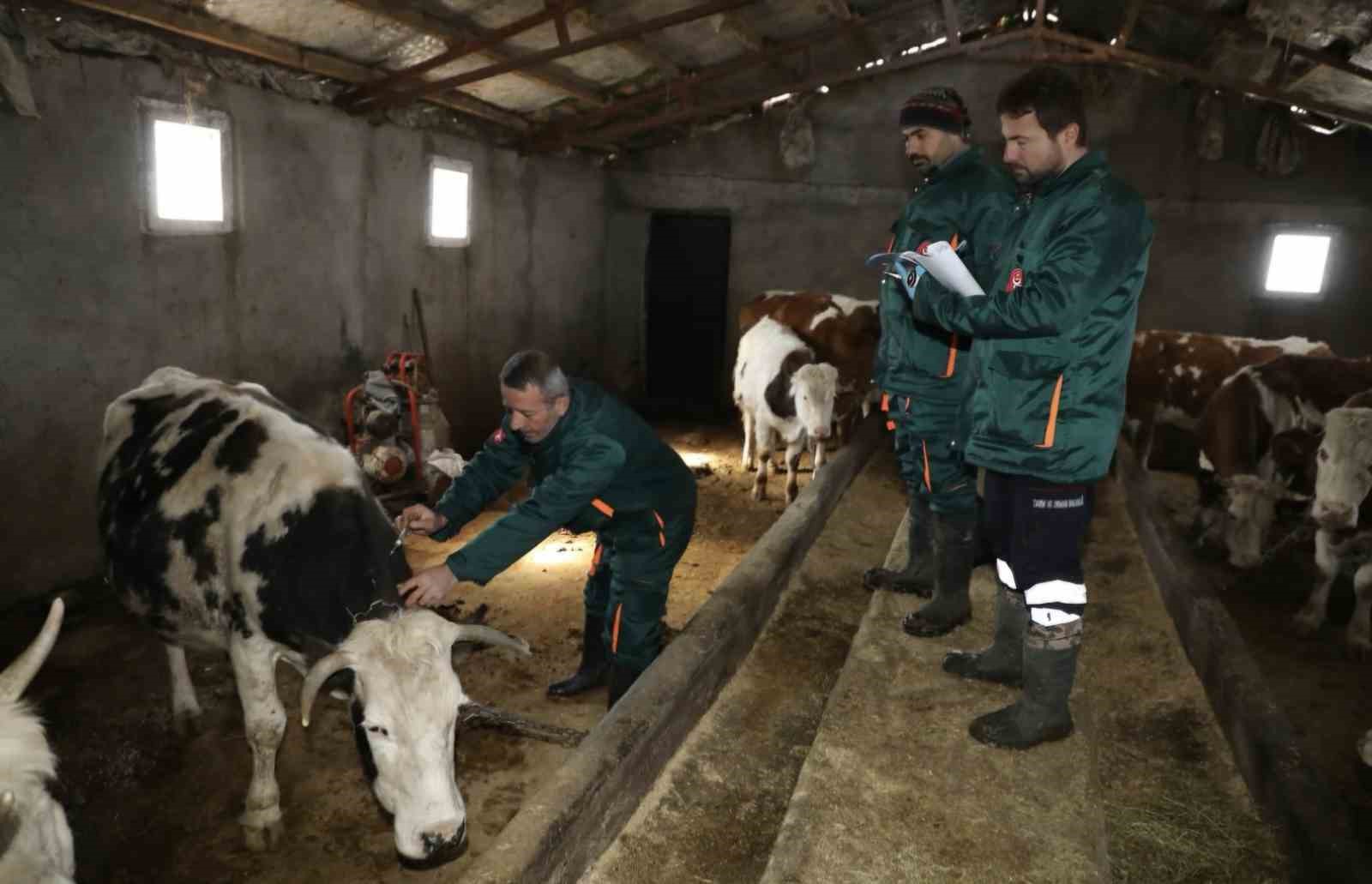 Elazığ’da şap ile mücadele: 5 bin büyükbaş aşılandı, 255 işletmede sağlık taraması yapıldı
