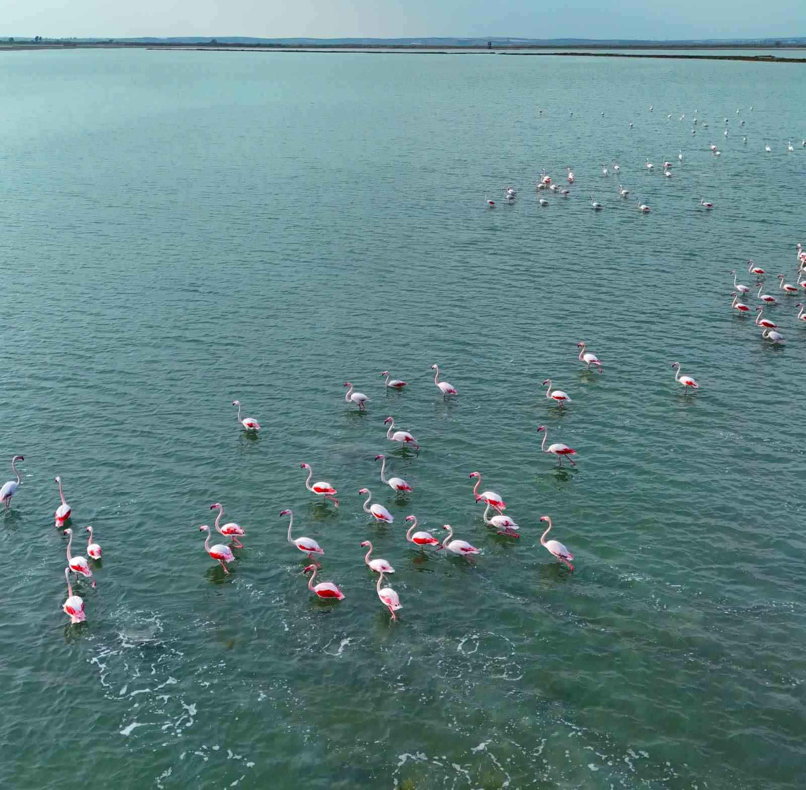 Flamingoların görsel şöleni