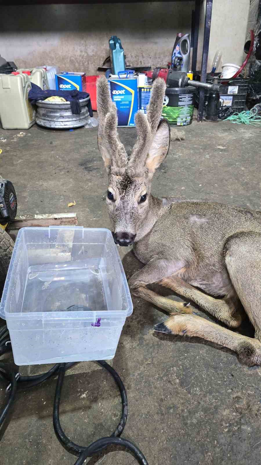 Ormanda kar nedeniyle a&ccedil; kalıp şehre inen karacayı k&ouml;peklerin saldırısından belediye &ccedil;alışanları kurtardı
