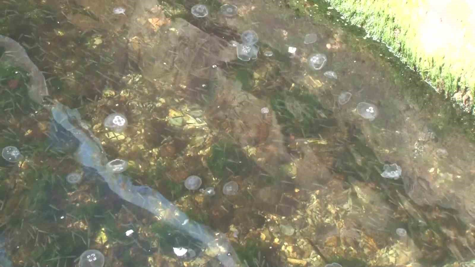 Moda Sahili&rsquo;nde g&ouml;r&uuml;len denizanası m&uuml;silajı havadan g&ouml;r&uuml;nt&uuml;lendi
