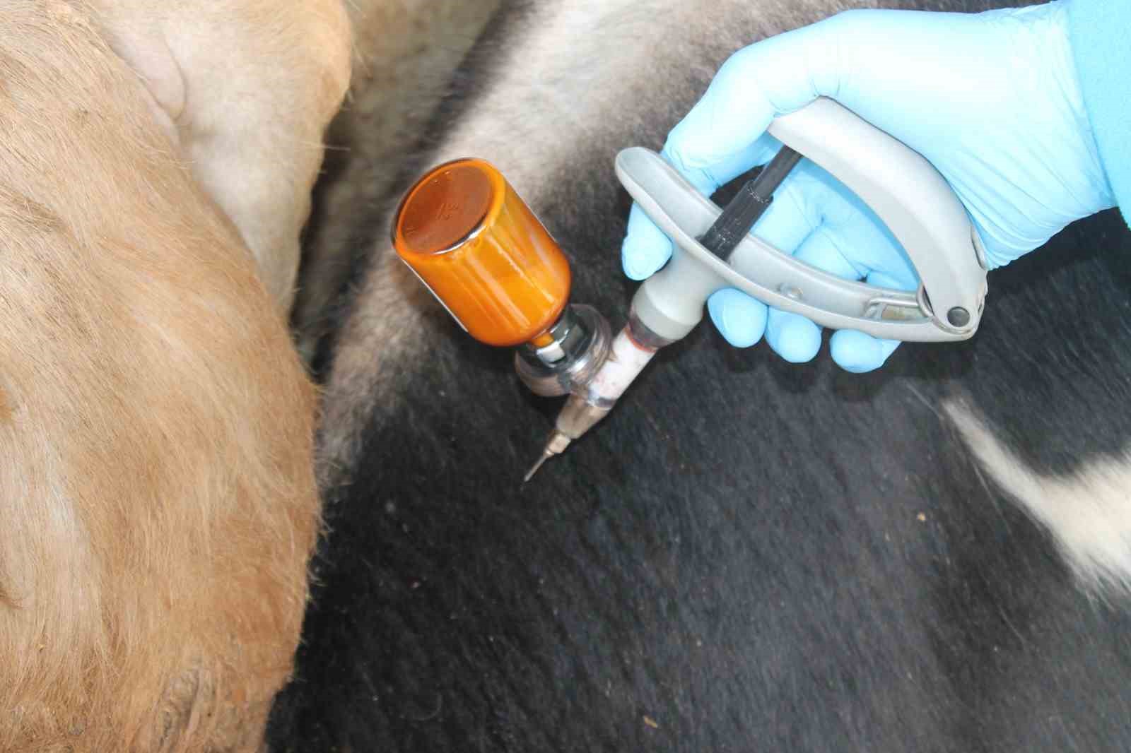 Düzce’de 55 bin 810 büyükbaş hayvan aşılanacak