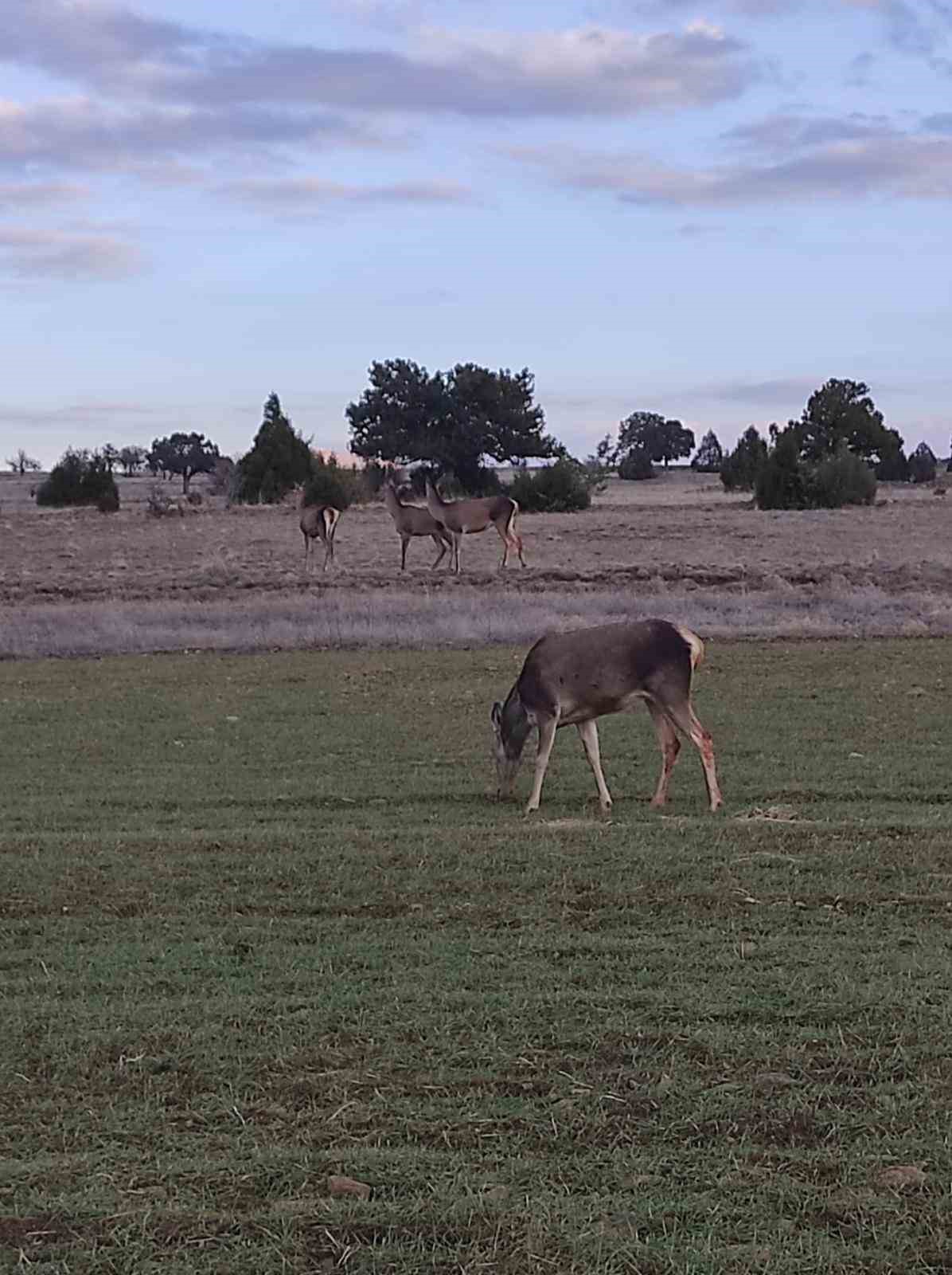 Salda G&ouml;l&uuml; &ccedil;evresine bırakılan kızıl geyikler beslenirken g&ouml;r&uuml;nt&uuml;lendi
