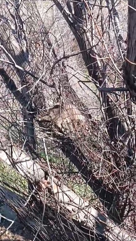 Elazığ’da tellere sıkışan yavru köpeği vatandaş kurtardı
