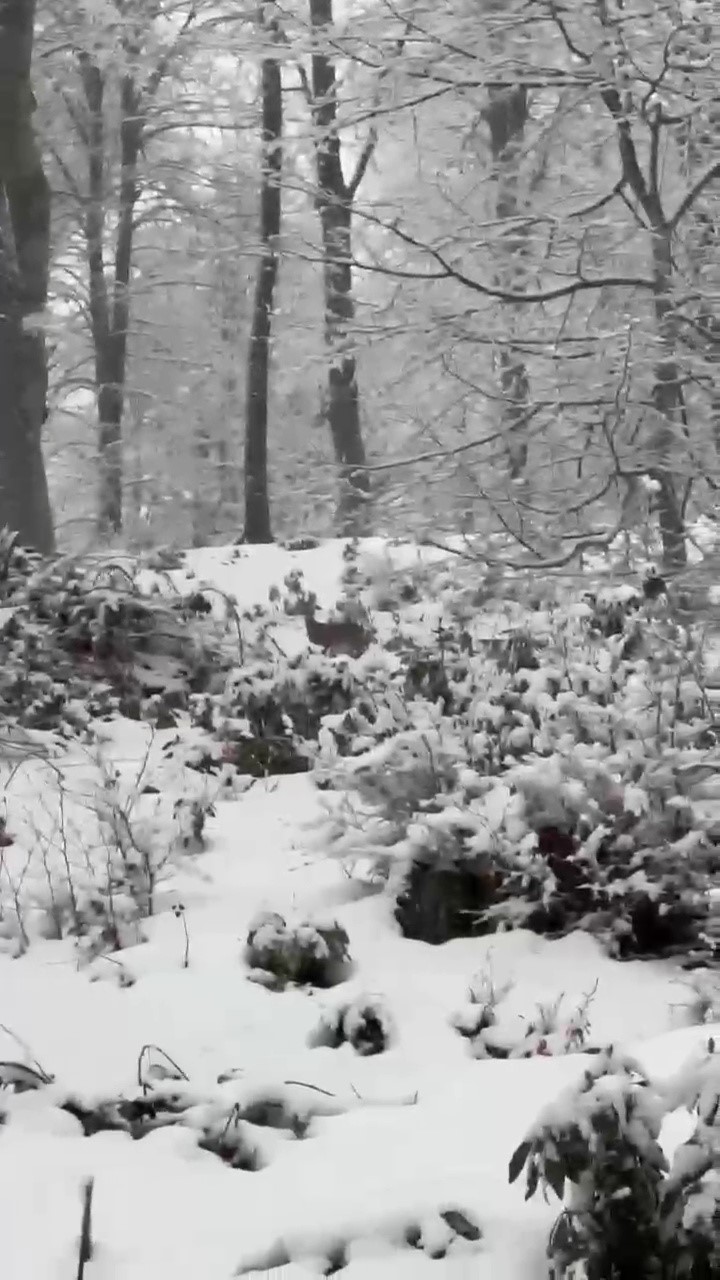 Karacalar karla kaplı ormanda gezinirken görüntülendi