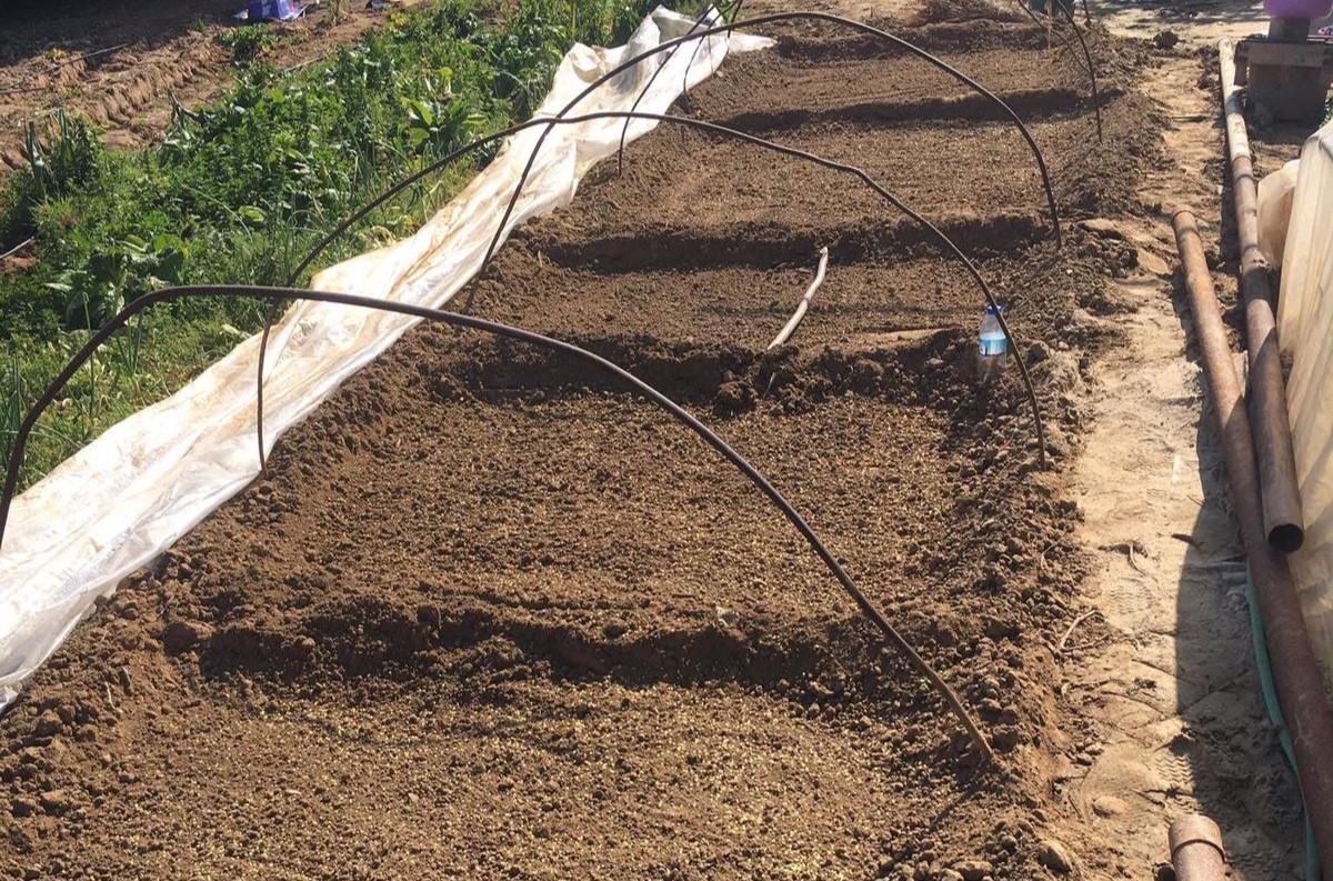 Emcelli’nin ata tohumu biberi toprakla buluştu