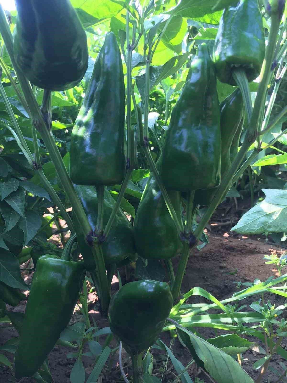 Emcelli&rsquo;nin ata tohumu biberi toprakla buluştu
