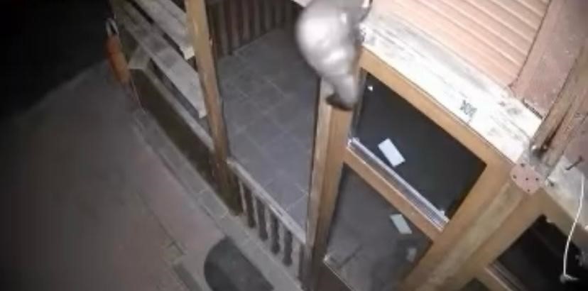 Bağ evine girmeye çalışan sansar ve  nesli tehlike altındaki vaşak kamerada