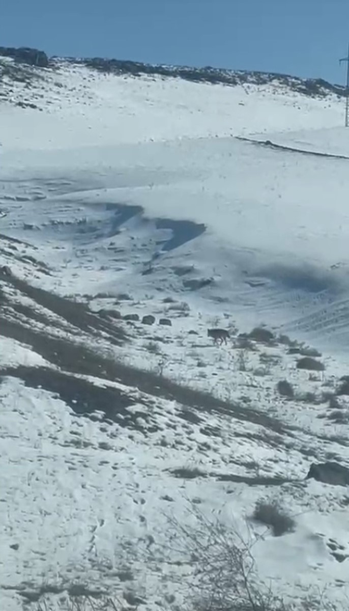 Kars’ta köye inen kurt, vatandaş tarafından görüntülendi
