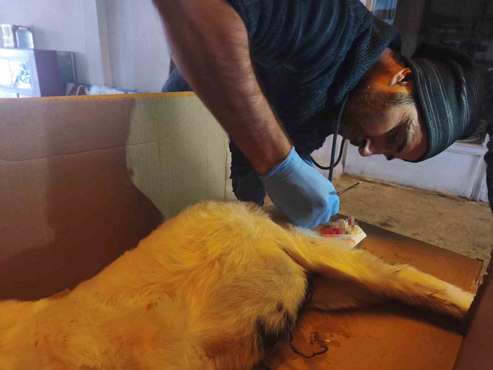 Dışkı yolu kapalı doğan kuzu, cerrahi müdahaleyle sağlığına kavuştu