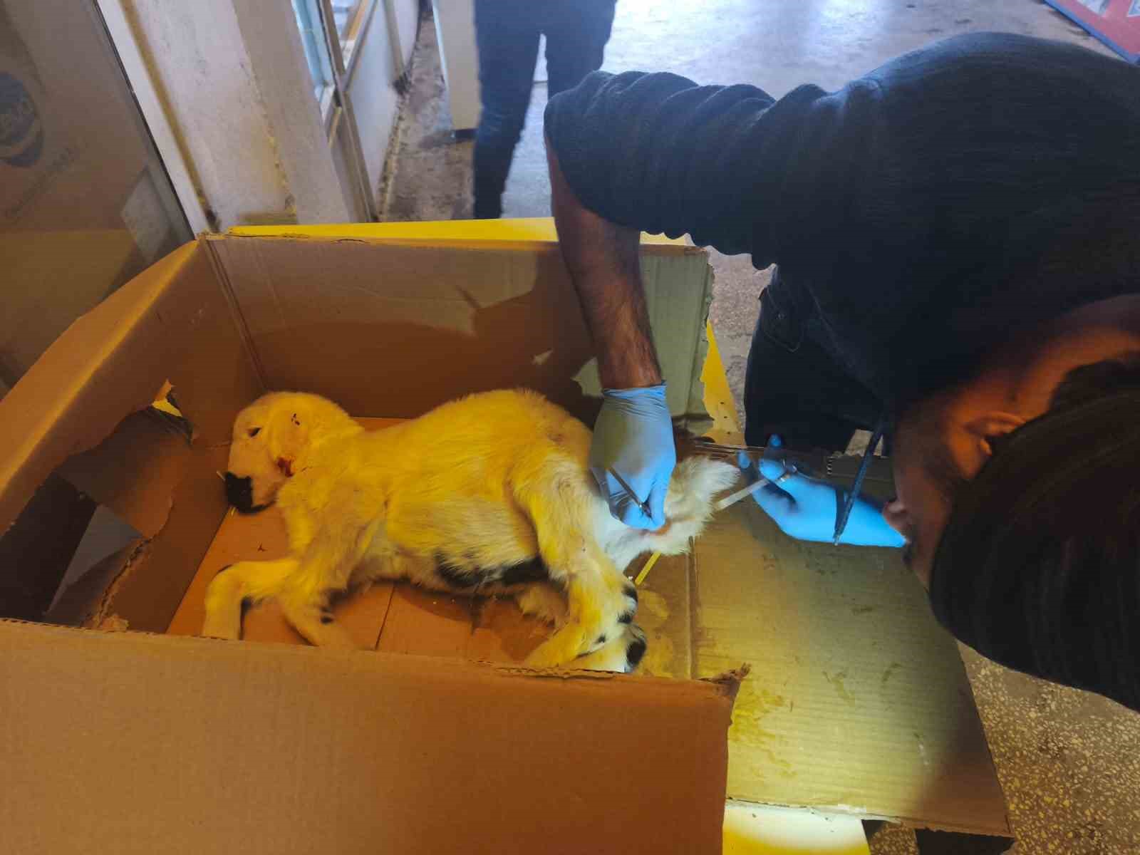 Dışkı yolu kapalı doğan kuzu, cerrahi m&uuml;dahaleyle sağlığına kavuştu
