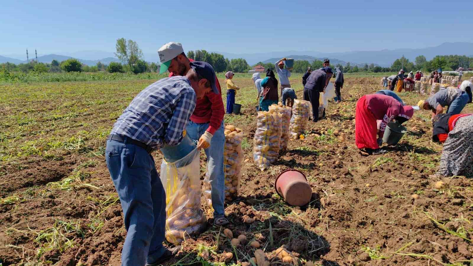 Patates ihracatı 6 ayda 15 kat arttı
