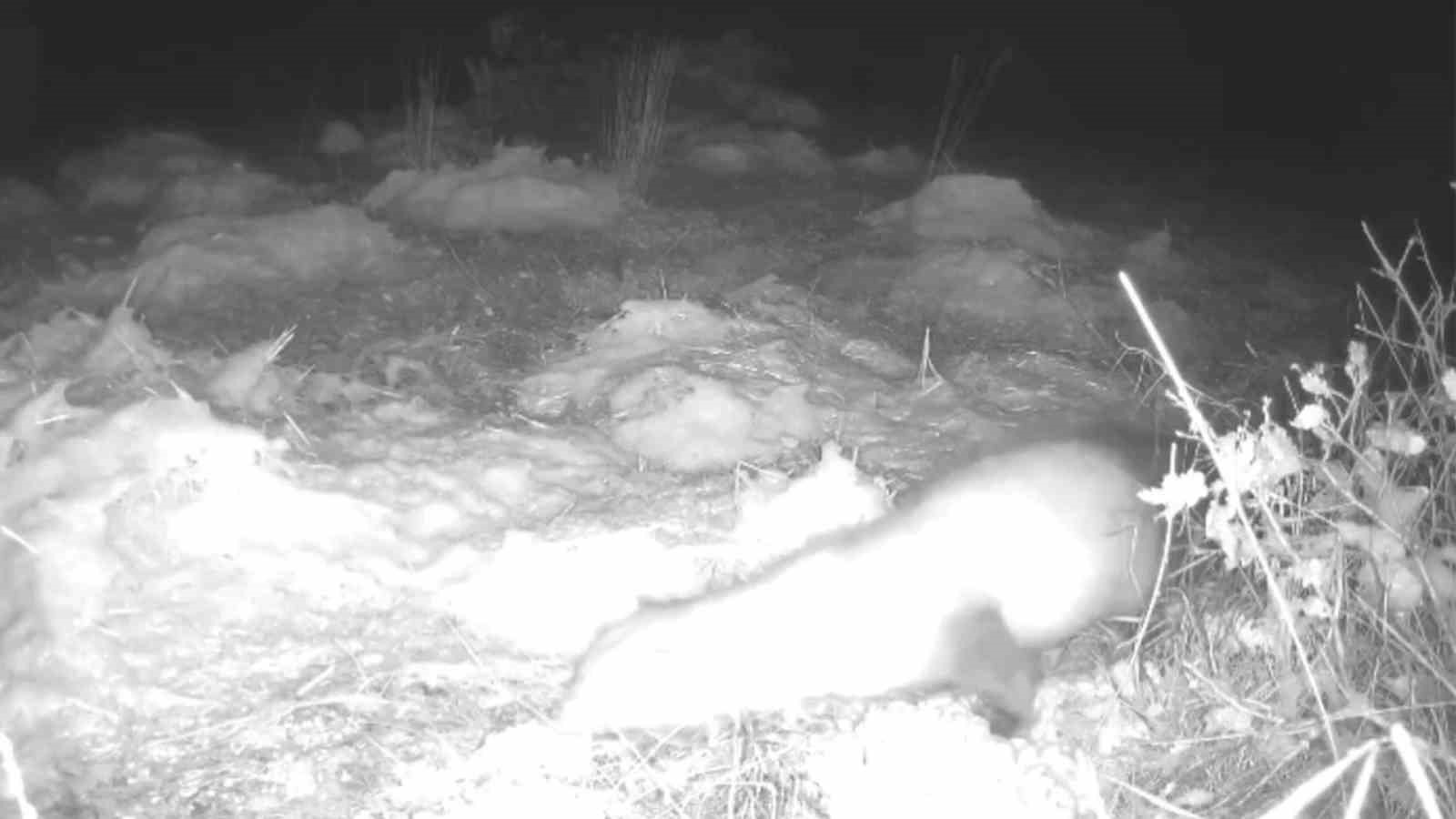 Jandarmanın yem bıraktığı alanlarda hayvanlar fotokapanlarla g&ouml;r&uuml;nt&uuml;lendi
