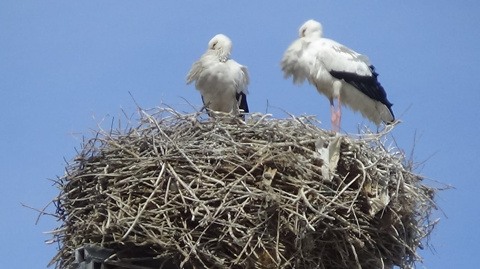 Baharın müjdecisi leylekler Iğdır’a gelmeye başladı