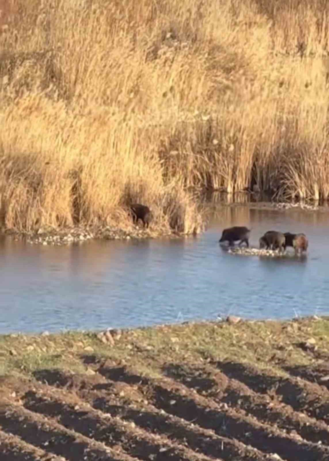 Dicle Nehri’nde domuz sürüsü görüntülendi