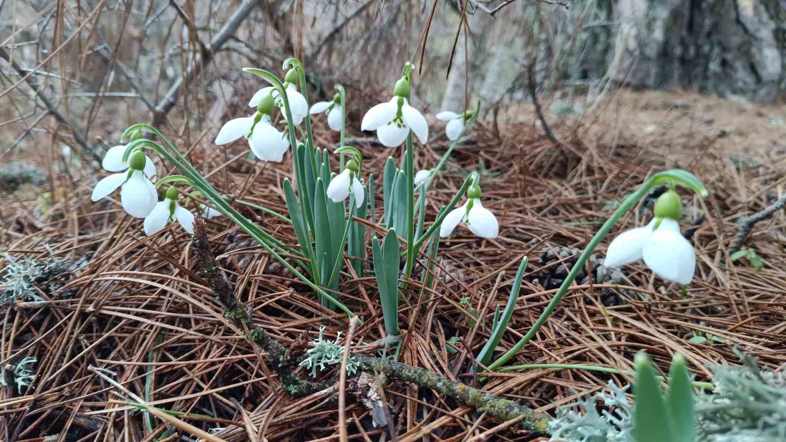 Kardelenler Spil Dağı’nda ikinci kez çiçek açtı