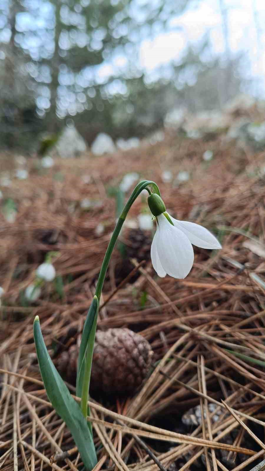 Kardelenler Spil Dağı&rsquo;nda ikinci kez &ccedil;i&ccedil;ek a&ccedil;tı
