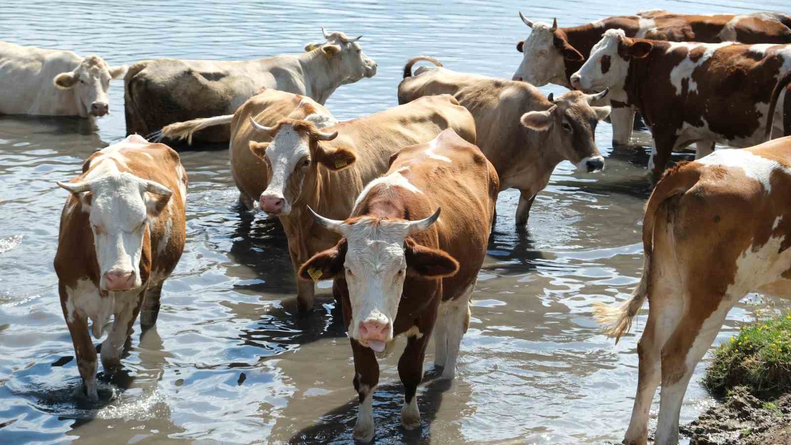 Erzincan&rsquo;da Kırsalda Bereket, Hayvancılığa Destek Projesi&rsquo;ne 2 bin 71 başvuru yapıldı
