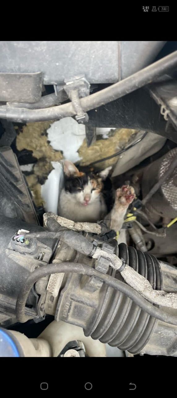 Ambulansın motor bölümüne giren kedi kurtarıldı