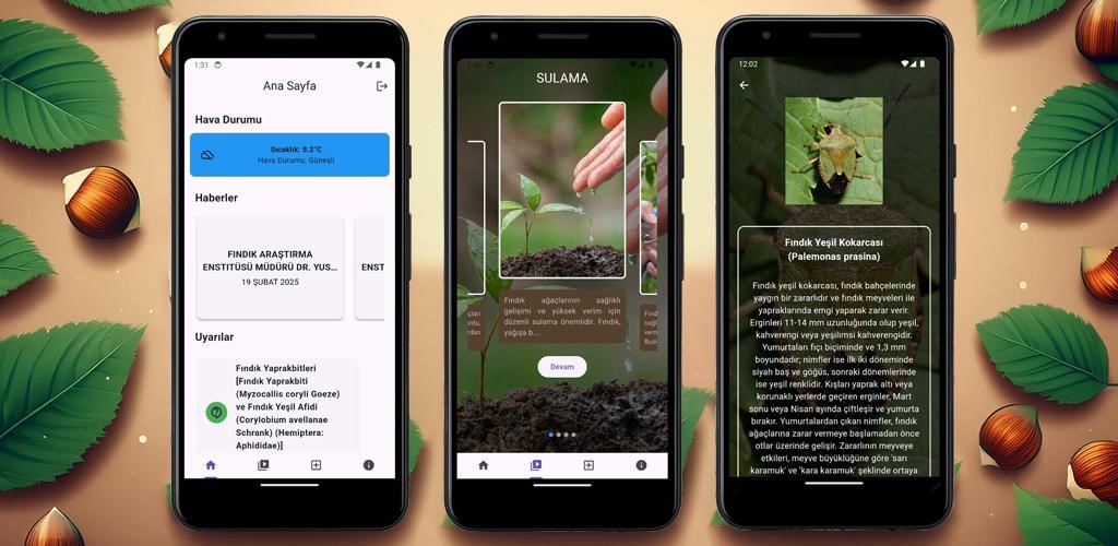 Fındık üreticilerine yapay zeka destekli mobil uygulama
