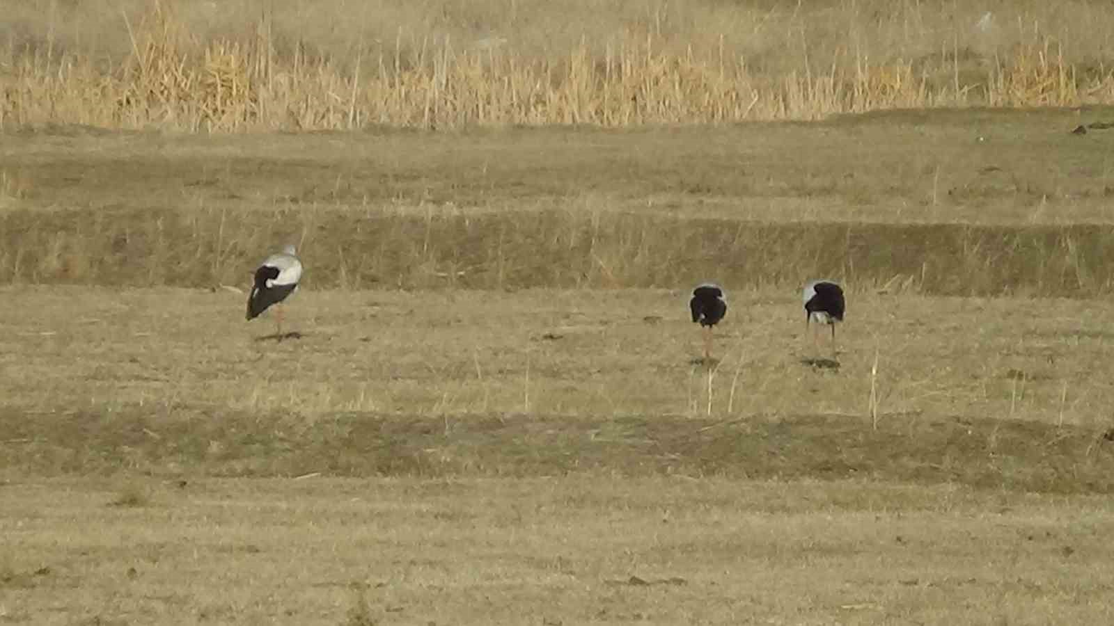 Baharın m&uuml;jdecisi leylekler, Van&rsquo;ı sevdi
