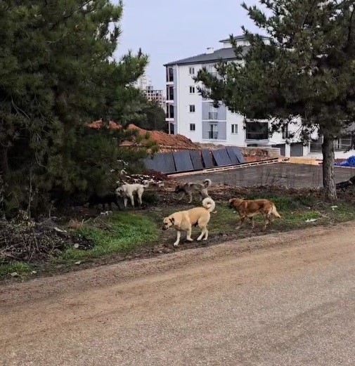 Bilecik&rsquo;te gece sokaklarda insandan &ccedil;ok k&ouml;pekler geziyor
