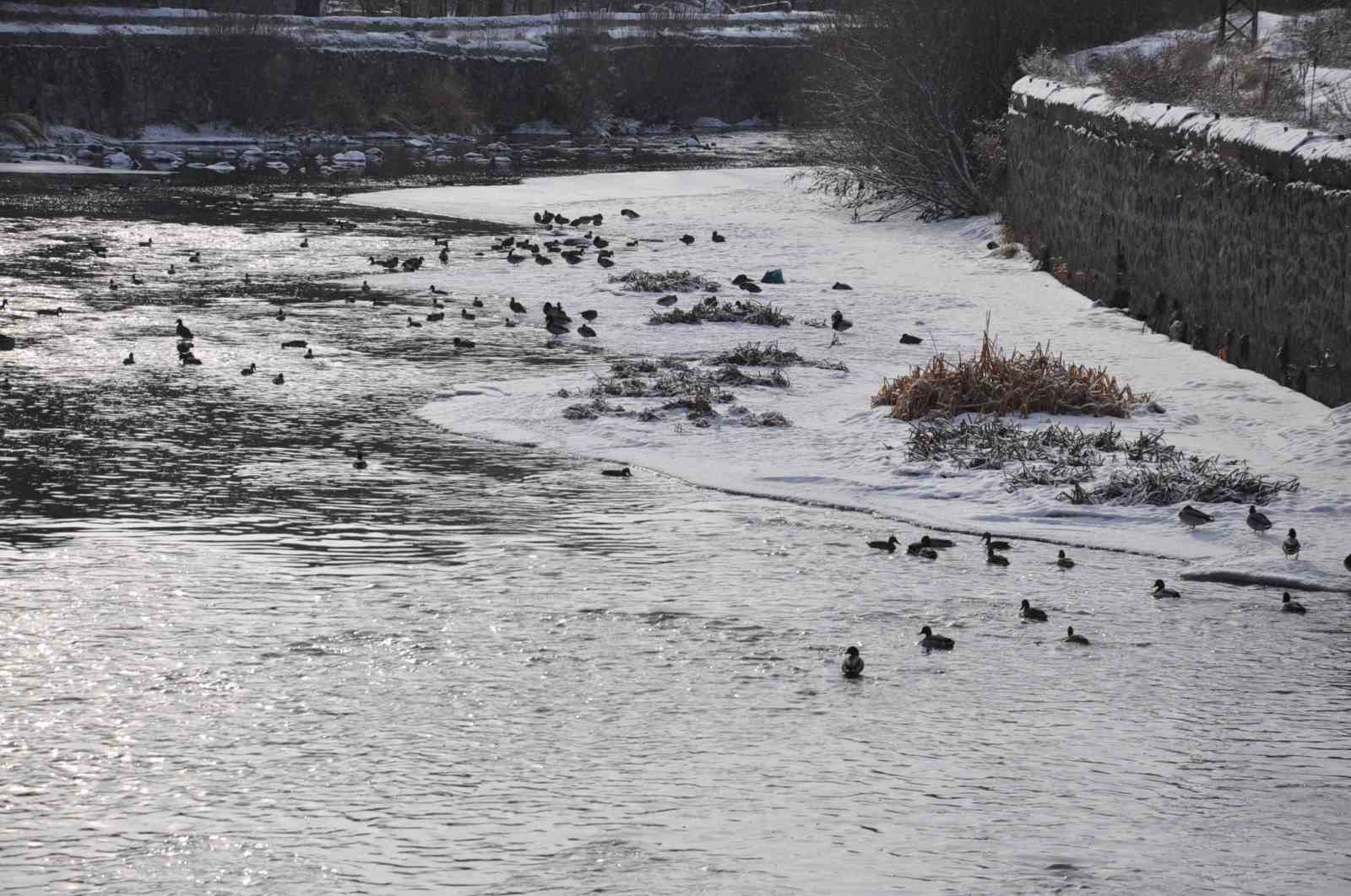 Kars’ta yüzlerce yaban ördeği kameralara yansıdı