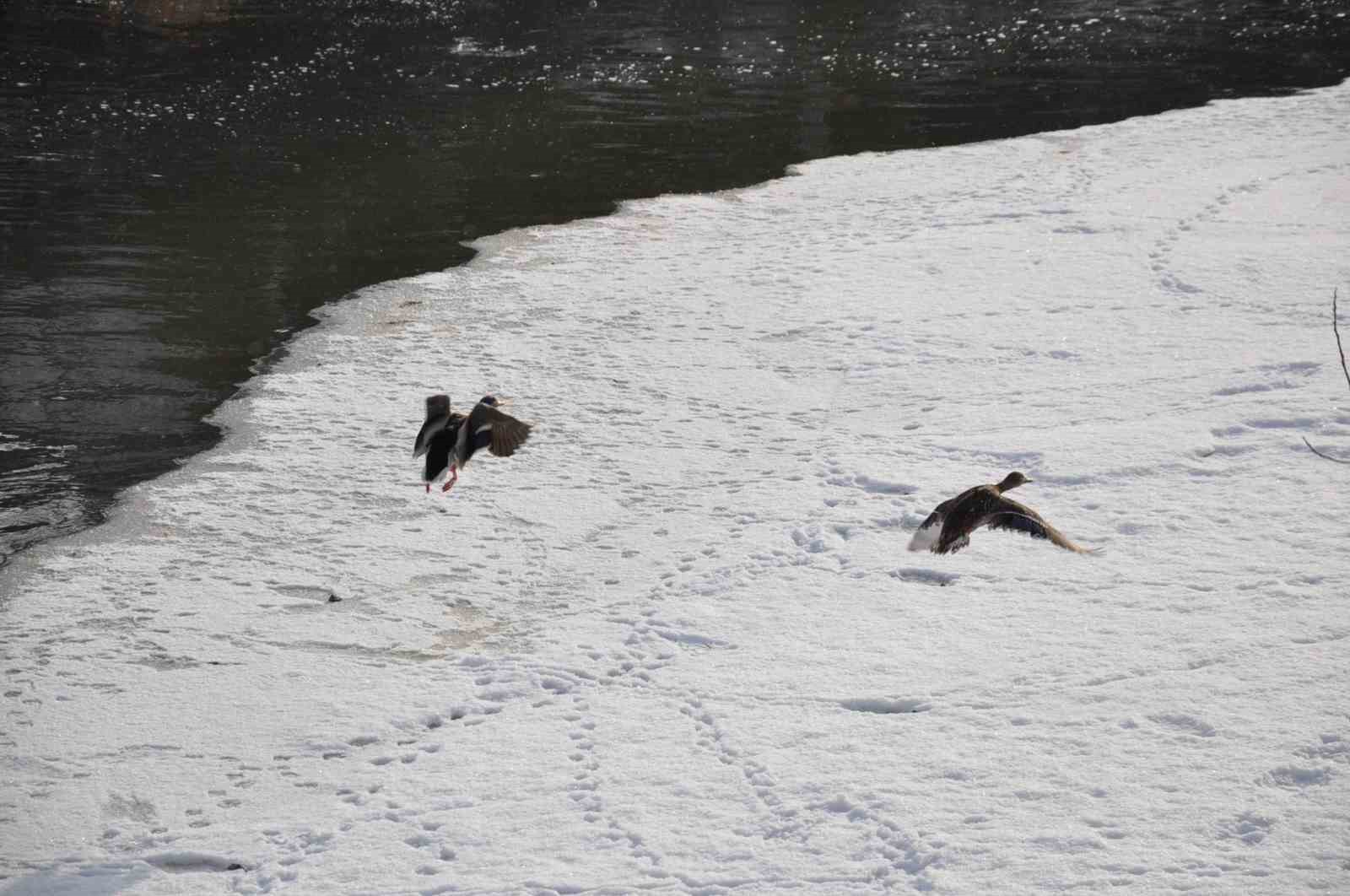 Kars&rsquo;ta y&uuml;zlerce yaban &ouml;rdeği kameralara yansıdı
