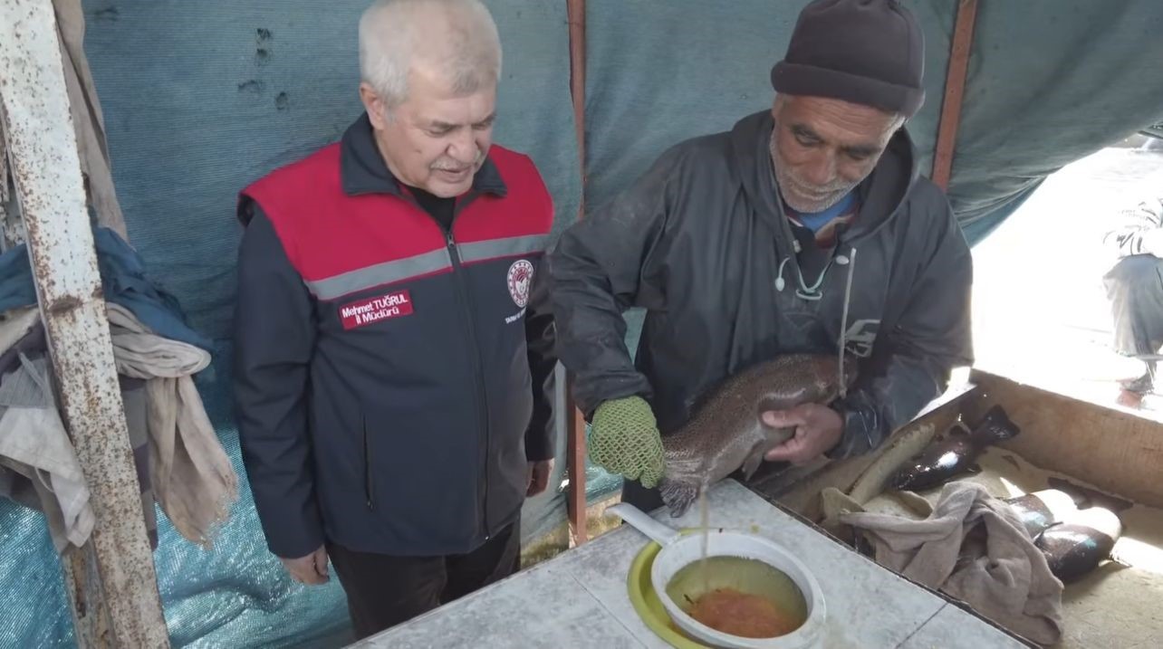 Isparta’da Alabalık sağımı tamamlanıyor: 110 Milyon yavru üretildi