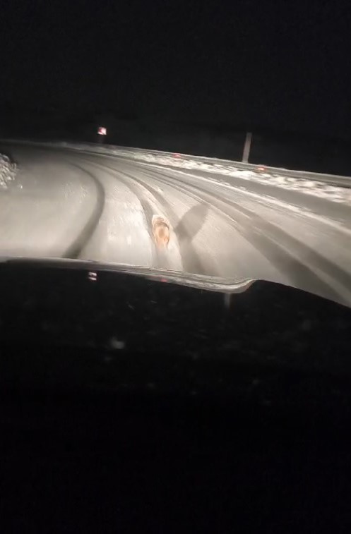 Muş’ta aç kalan kurt yola indi