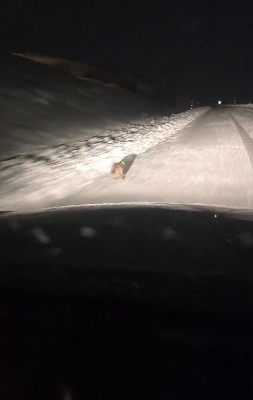 Muş&rsquo;ta a&ccedil; kalan kurt yola indi
