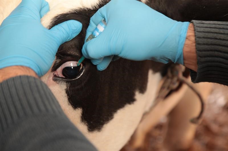 Şap ve Brusella Aşı Kampanyası Çanakkale’de Başladı