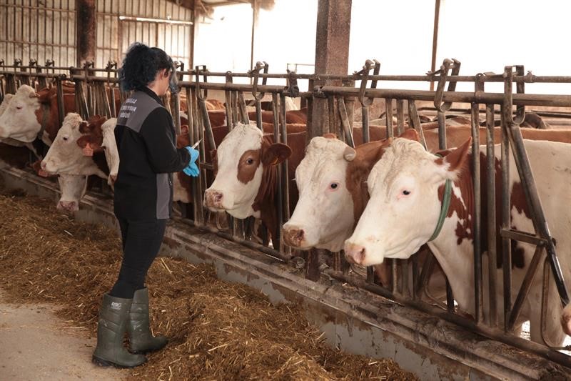 Şap ve Brusella Aşı Kampanyası &Ccedil;anakkale&rsquo;de Başladı
