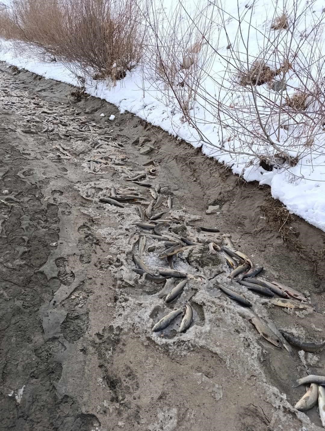 Kağızman&rsquo;da binlerce balık telef oldu
