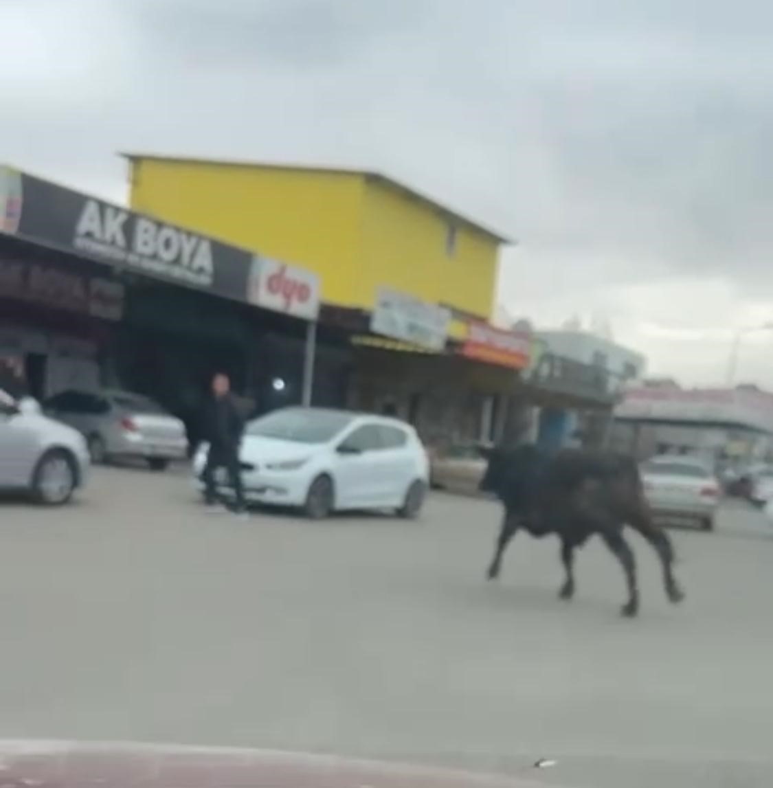 Batman&rsquo;da sanayi sitesine giren inek esnafa zor anlar yaşattı
